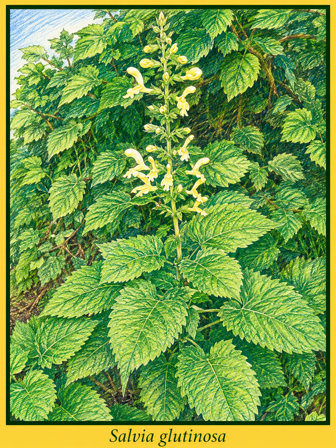 salvia-glutinosa kép.png